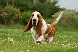 BASSET HOUND 130